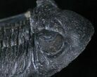 Large, Flying Hollardops Trilobite - #13934-3